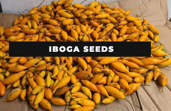 IBOGA SEEDS