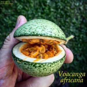 Voacanga Africana Seed Extract – Ethically Sourced Botanical